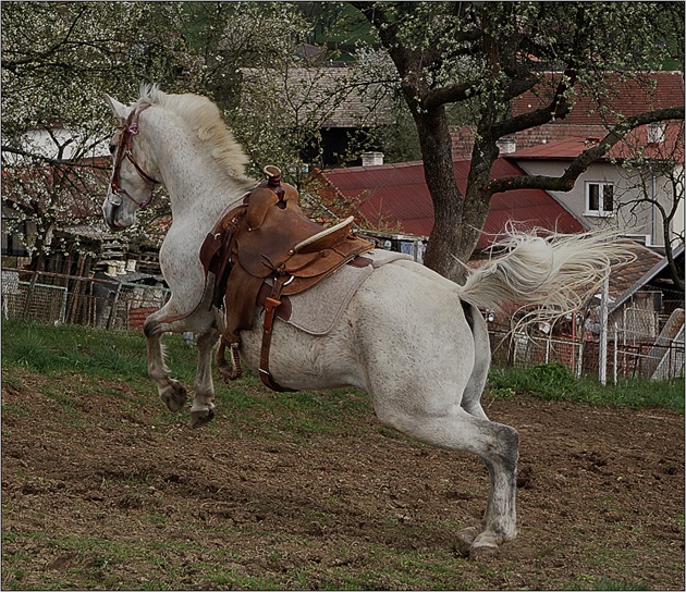 Je tu jaro, jaro je tu ...... koně šílí