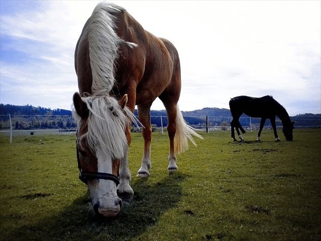 koníky, kone