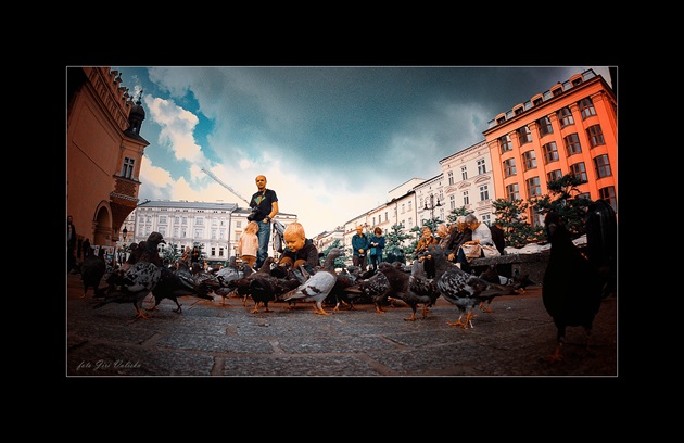 kŕmenie holubov v Krakove na námestí