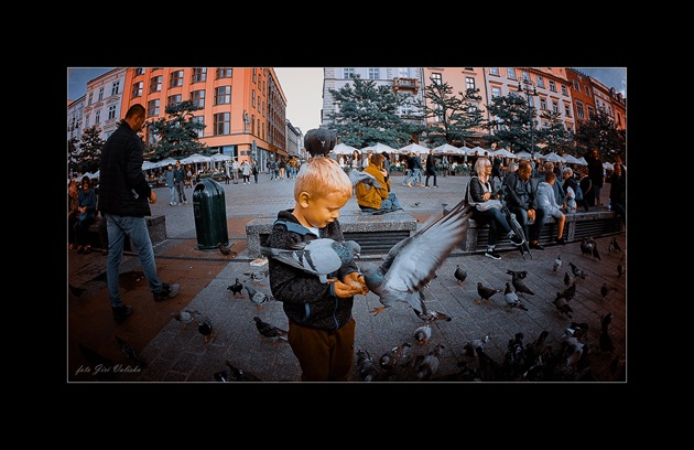 kŕmenie holubov v Krakove na námestí