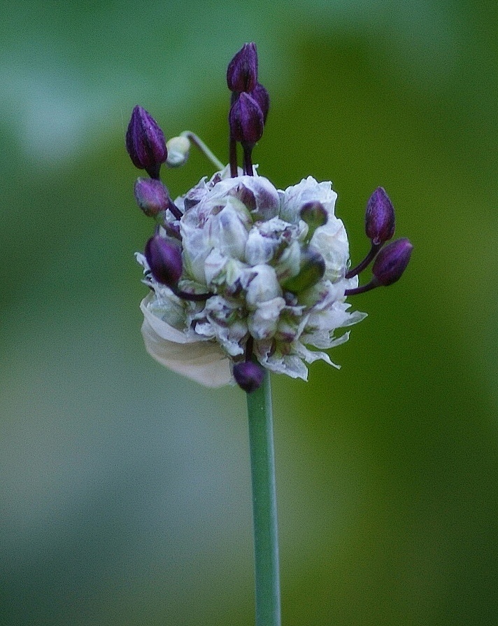 Kvet cesnaku