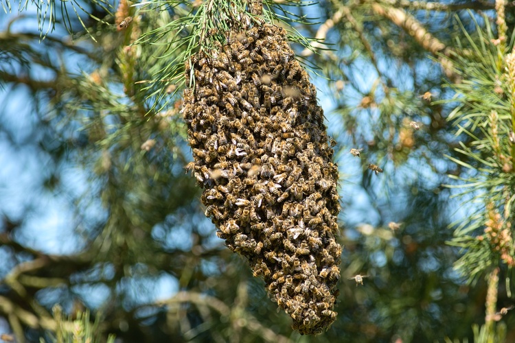 Včelí roj