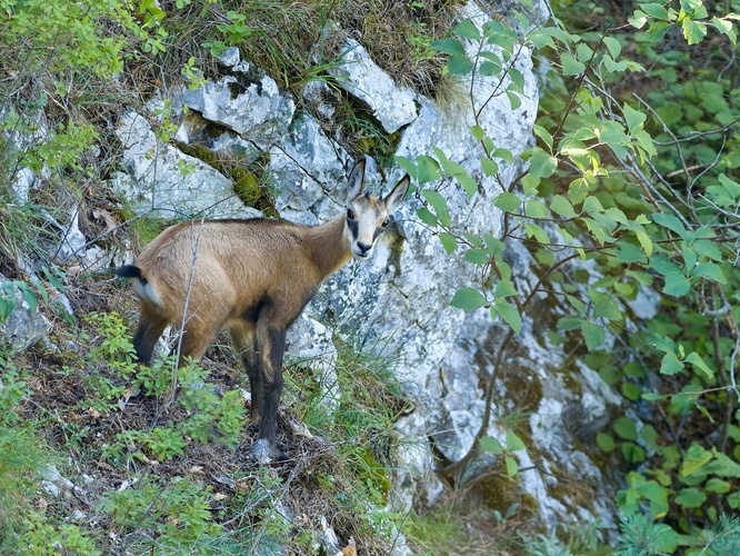 Malý šibal