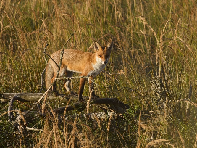 Vo vysokej tráve na pozorovateľni