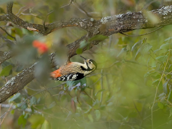 Ďateľ bielochrbtý