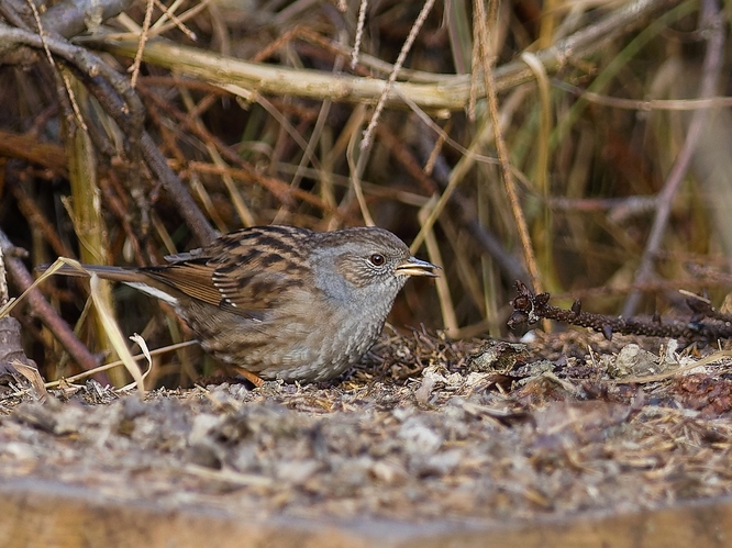 Dobre maskovaná vrchárka modrá pri kôpke suchých kríkov 