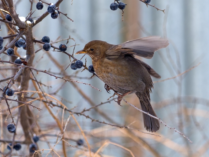 Priletela na vitamíny