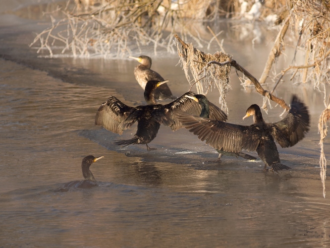 Kormorány na Hornáde