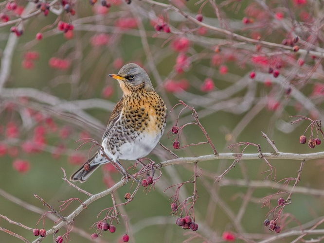 Podozrievavý pohľad