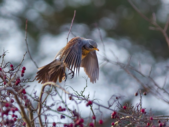 Raňajky sú pripravené
