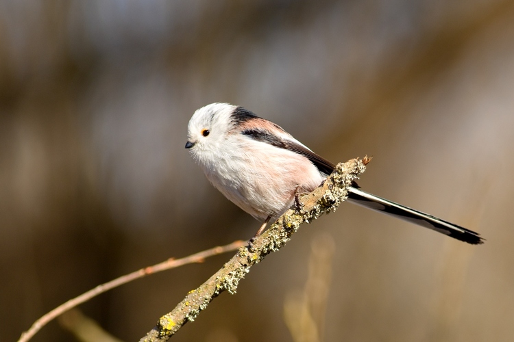 Mlynárka dlhochvostá