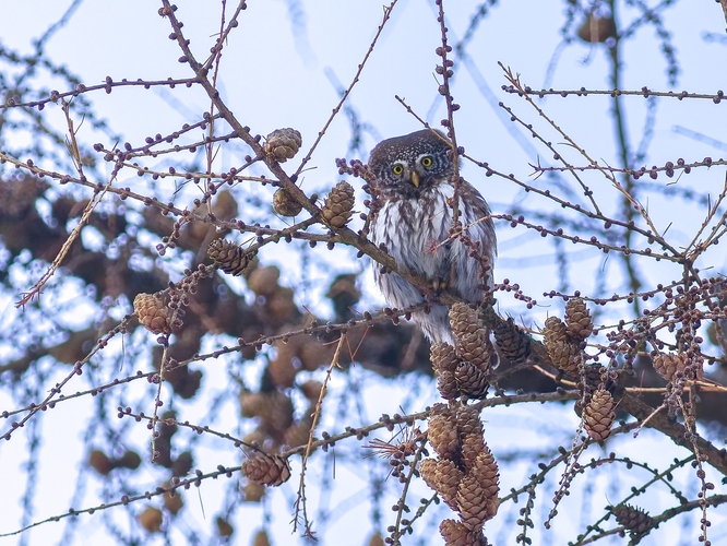 Zamaskovaný medzi šiškami
