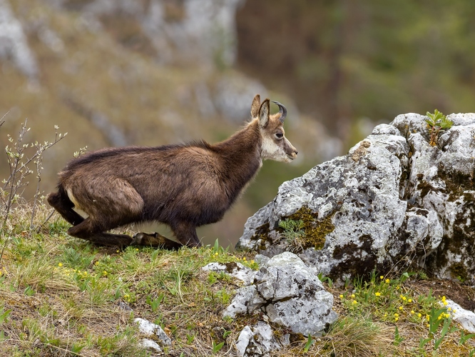 Kamzíča si ide lebediť