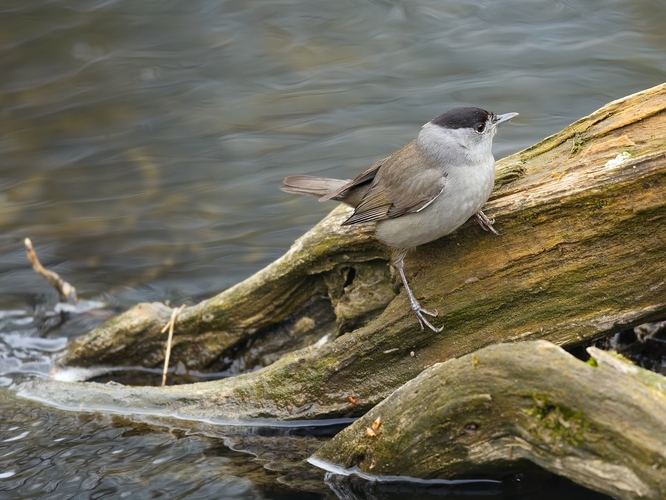 Penica čiernohlavá