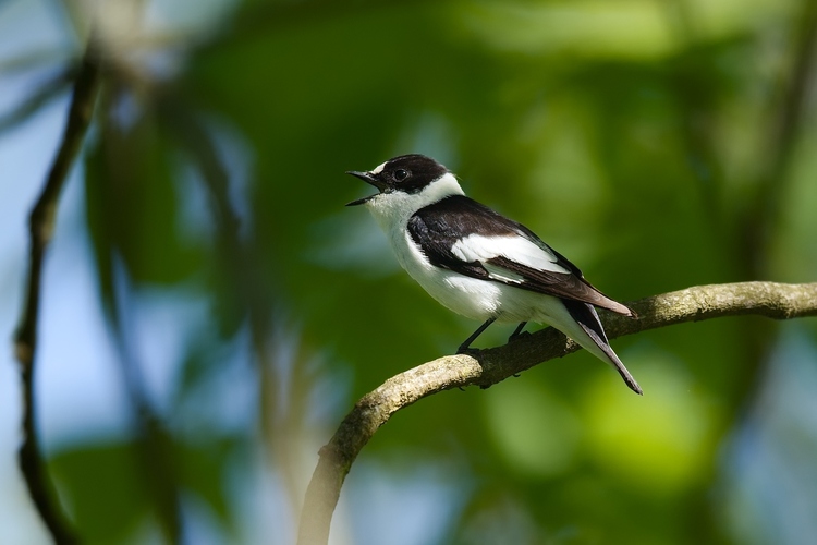 Muchárik bielokrký