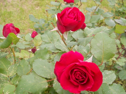 šípové ruže v parku