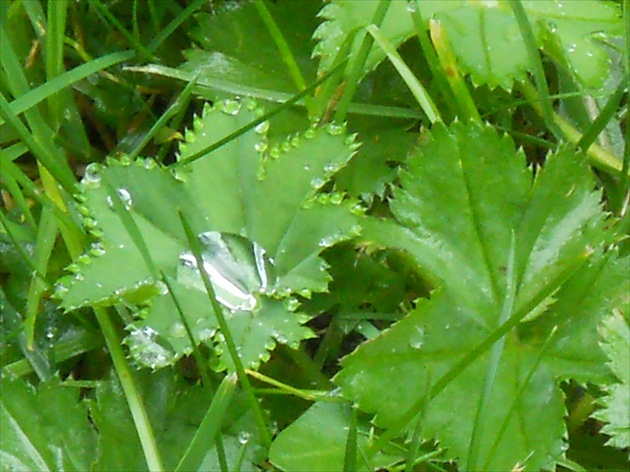 dažďová perla