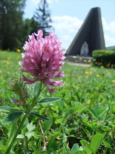 Kvet na Duklianskom pomníku