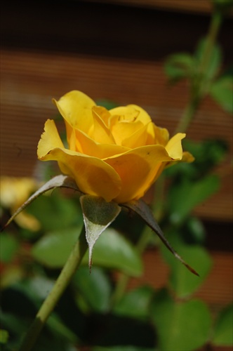 žlta ruža