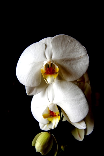 Biela orchidea