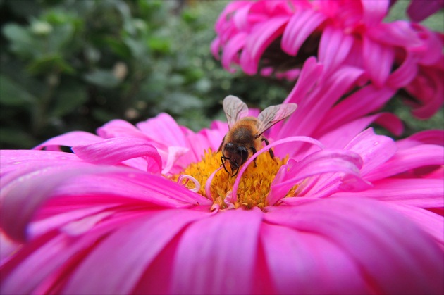 Včelička na ružovom ustlane..zasee