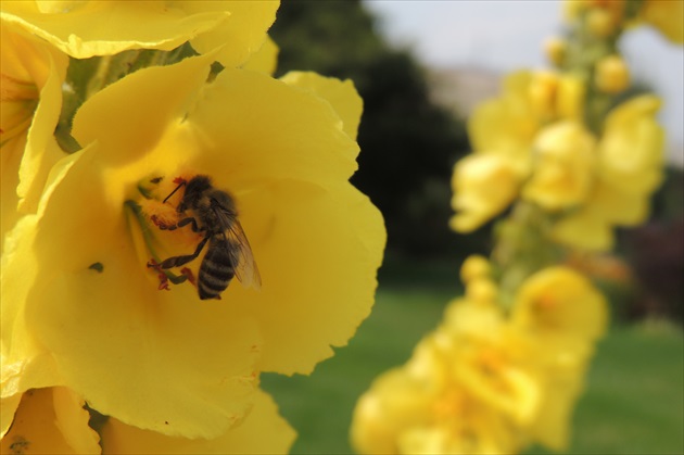 včelička a kvety