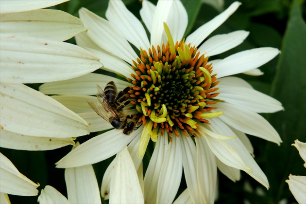 včelička a kvet