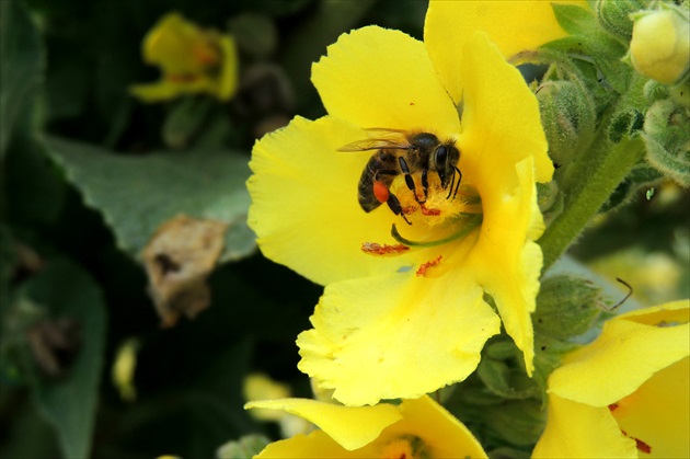 včelička a kvet