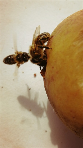 Včeličky hruškujú 😊