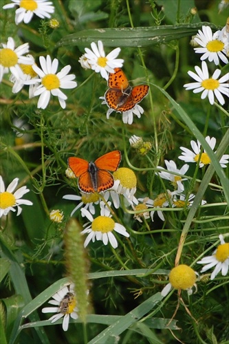 motýľe