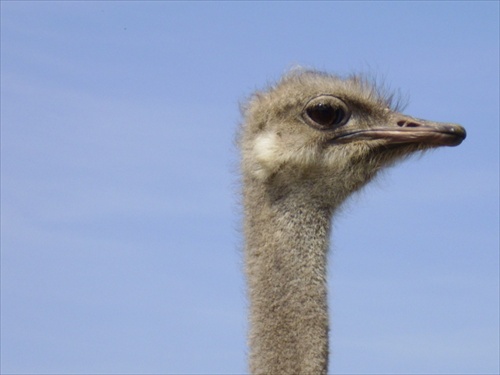 Emu Hnedý