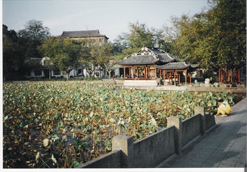 Čína - Hangzhou - Vodné rastliny