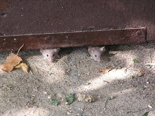 Zvedavé myšky