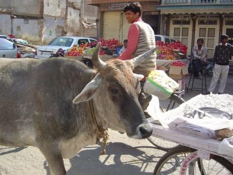 Posvätná krava /Bombaj - India/