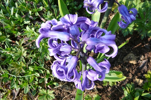 Hyacint modrý