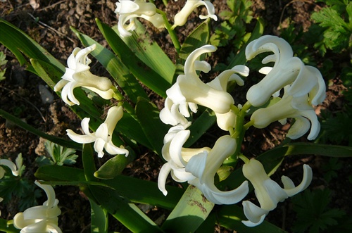 Hyacint biely