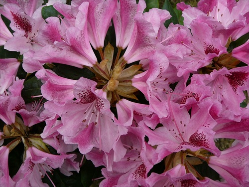 Rododendron /2/