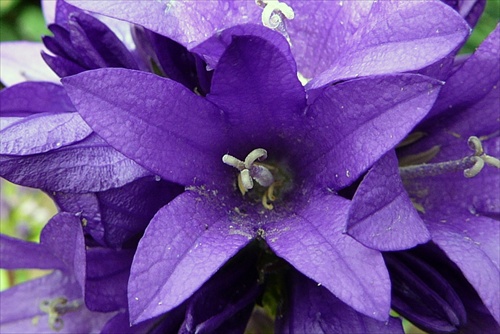 Fialovomodrý kvet