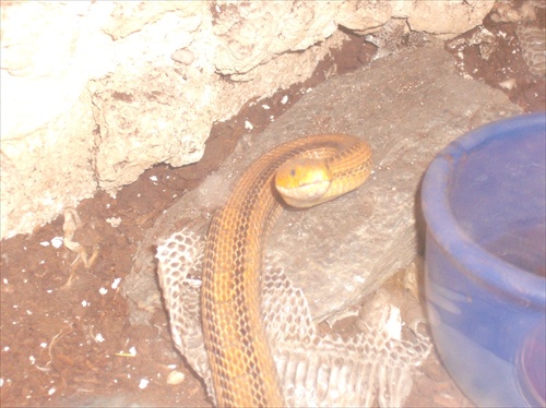 Yellow rat snake (Elaphe obsoleta quadrivitatta)
