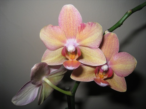 Orchidejka :-)