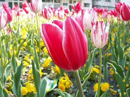 Tulipany