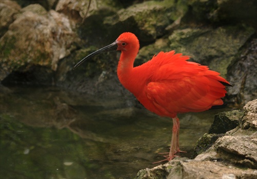 Ibis cerveny