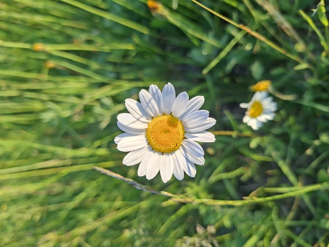 K1