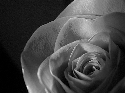 ruža a jej tajné stránky
