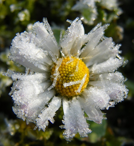 ľadový kvet