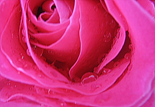 ružové mámenie