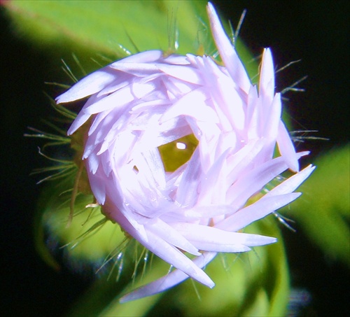 kvet