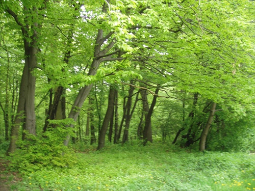 Jarný les