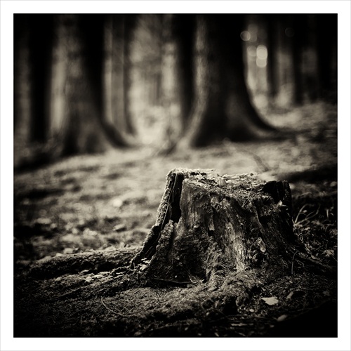 dark forest V