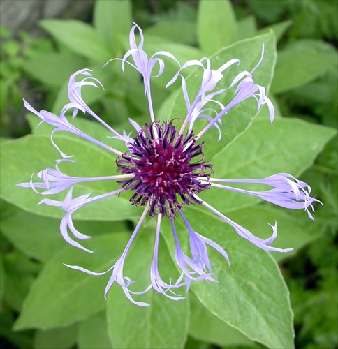 Symetria - Centaurea montana